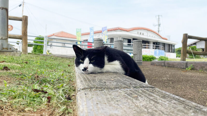 久高島の猫