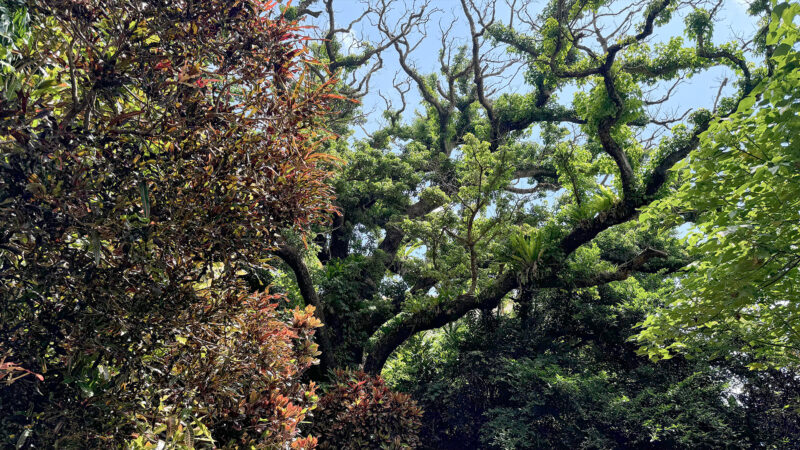 首里金城の大アカギ