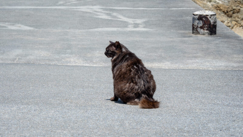 浜比嘉島のねこ